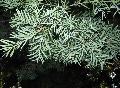 Common Yellowwood, Bastard Yellowwood, Common Yellowwood / Afrocarpus falcata